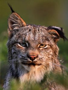 Preview wallpaper canadian lynx, face, family, cat