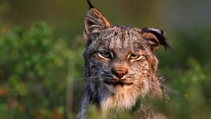 Preview wallpaper canadian lynx, face, family, cat