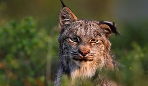 Preview wallpaper canadian lynx, face, family, cat