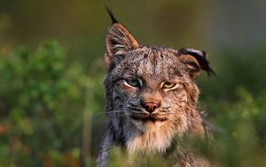 Preview wallpaper canadian lynx, face, family, cat