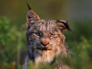 Preview wallpaper canadian lynx, face, family, cat