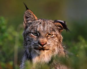 Preview wallpaper canadian lynx, face, family, cat