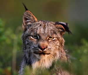 Preview wallpaper canadian lynx, face, family, cat