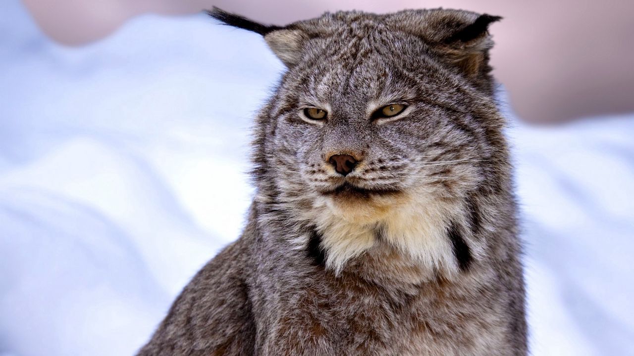 Wallpaper canadian lynx, snow, muzzle