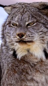 Preview wallpaper canadian lynx, snow, muzzle