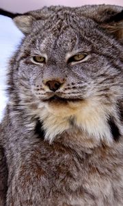 Preview wallpaper canadian lynx, snow, muzzle