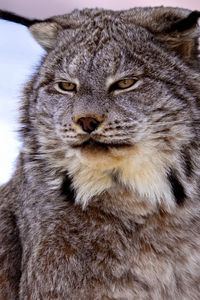 Preview wallpaper canadian lynx, snow, muzzle