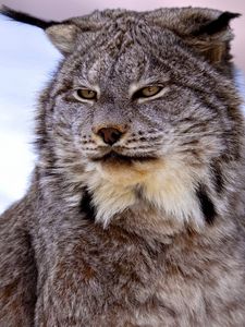 Preview wallpaper canadian lynx, snow, muzzle