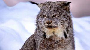 Preview wallpaper canadian lynx, snow, muzzle