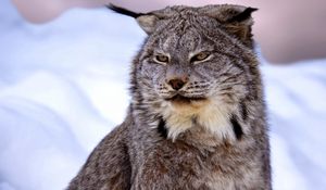 Preview wallpaper canadian lynx, snow, muzzle