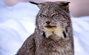 Preview wallpaper canadian lynx, snow, muzzle