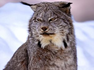 Preview wallpaper canadian lynx, snow, muzzle