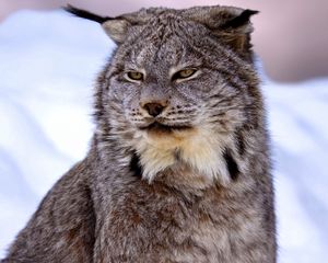 Preview wallpaper canadian lynx, snow, muzzle