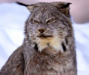 Preview wallpaper canadian lynx, snow, muzzle