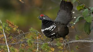 Preview wallpaper canadian spruce grouse, bird, branch, tree