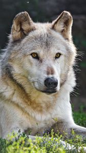 Preview wallpaper canadian wolf, wolf, predator, animal, wildlife