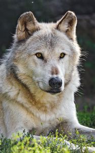 Preview wallpaper canadian wolf, wolf, predator, animal, wildlife