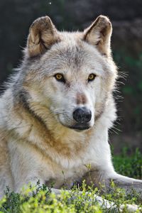 Preview wallpaper canadian wolf, wolf, predator, animal, wildlife