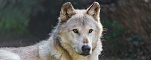 Preview wallpaper canadian wolf, wolf, predator, animal, wildlife