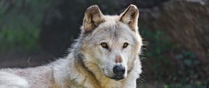 Preview wallpaper canadian wolf, wolf, predator, animal, wildlife