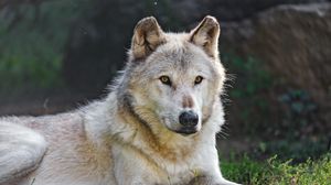 Preview wallpaper canadian wolf, wolf, predator, animal, wildlife