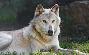 Preview wallpaper canadian wolf, wolf, predator, animal, wildlife