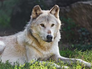 Preview wallpaper canadian wolf, wolf, predator, animal, wildlife