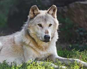 Preview wallpaper canadian wolf, wolf, predator, animal, wildlife