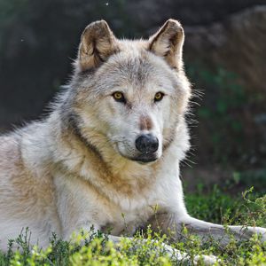 Preview wallpaper canadian wolf, wolf, predator, animal, wildlife