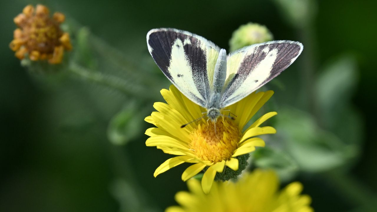 Wallpaper canary islands large white, butterfly, petals, flower, macro