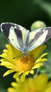 Preview wallpaper canary islands large white, butterfly, petals, flower, macro