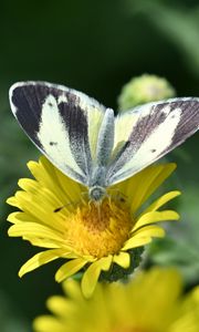 Preview wallpaper canary islands large white, butterfly, petals, flower, macro
