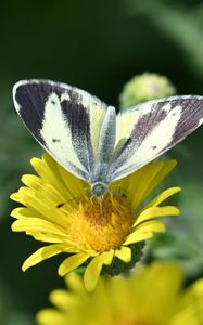 Preview wallpaper canary islands large white, butterfly, petals, flower, macro
