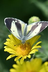 Preview wallpaper canary islands large white, butterfly, petals, flower, macro