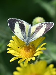Preview wallpaper canary islands large white, butterfly, petals, flower, macro
