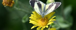 Preview wallpaper canary islands large white, butterfly, petals, flower, macro