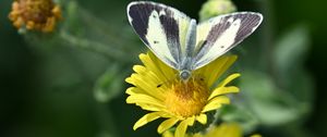 Preview wallpaper canary islands large white, butterfly, petals, flower, macro