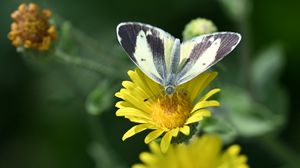 Preview wallpaper canary islands large white, butterfly, petals, flower, macro