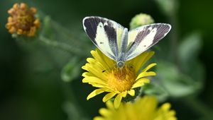 Preview wallpaper canary islands large white, butterfly, petals, flower, macro