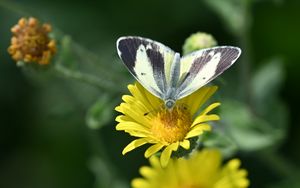 Preview wallpaper canary islands large white, butterfly, petals, flower, macro