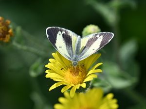 Preview wallpaper canary islands large white, butterfly, petals, flower, macro