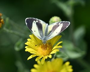 Preview wallpaper canary islands large white, butterfly, petals, flower, macro
