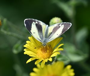 Preview wallpaper canary islands large white, butterfly, petals, flower, macro