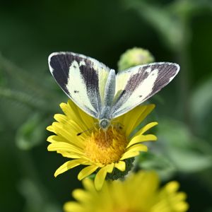 Preview wallpaper canary islands large white, butterfly, petals, flower, macro