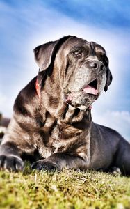 Preview wallpaper cane corso, dog, face, grass, hdr