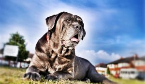 Preview wallpaper cane corso, dog, face, grass, hdr