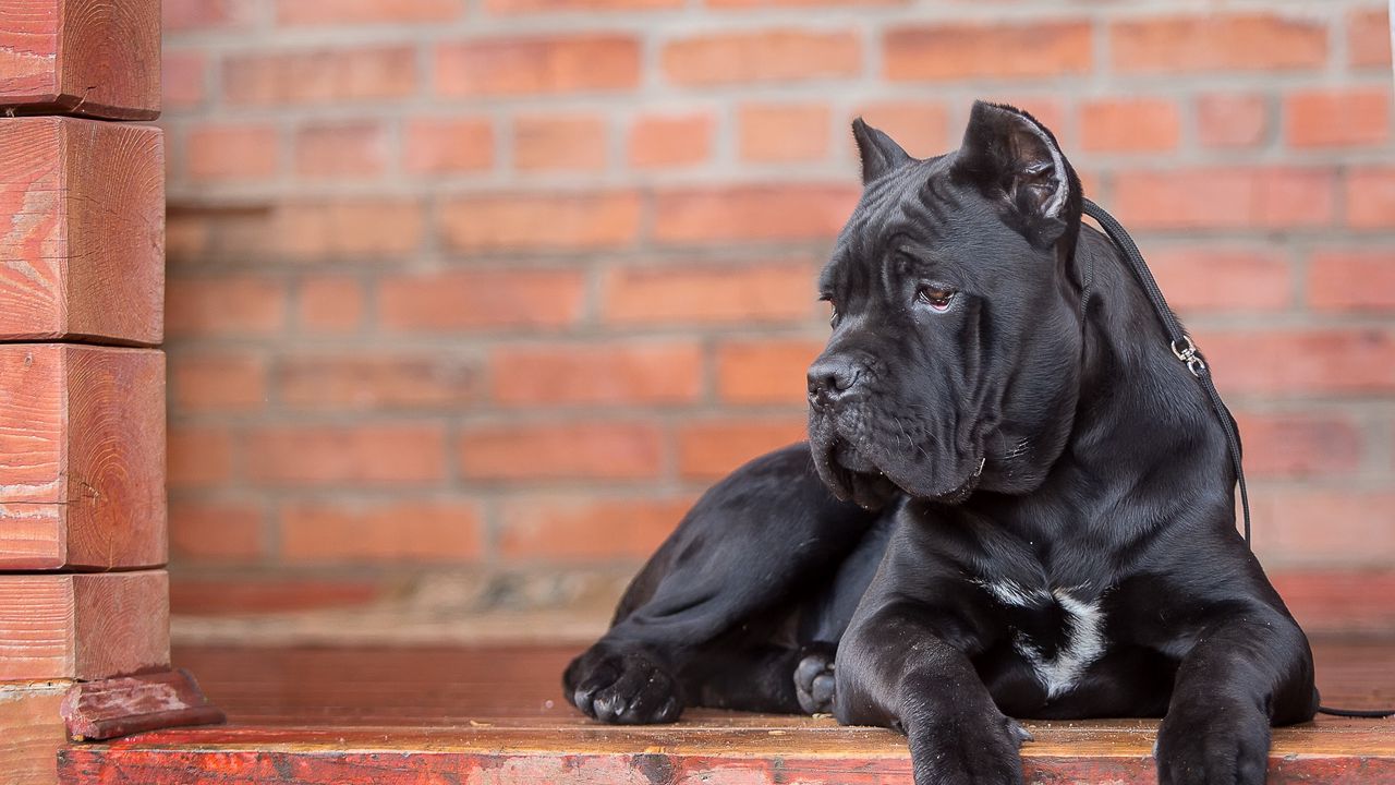 Wallpaper cane corso, dog, look