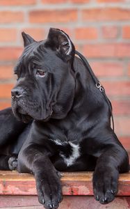 Preview wallpaper cane corso, dog, look