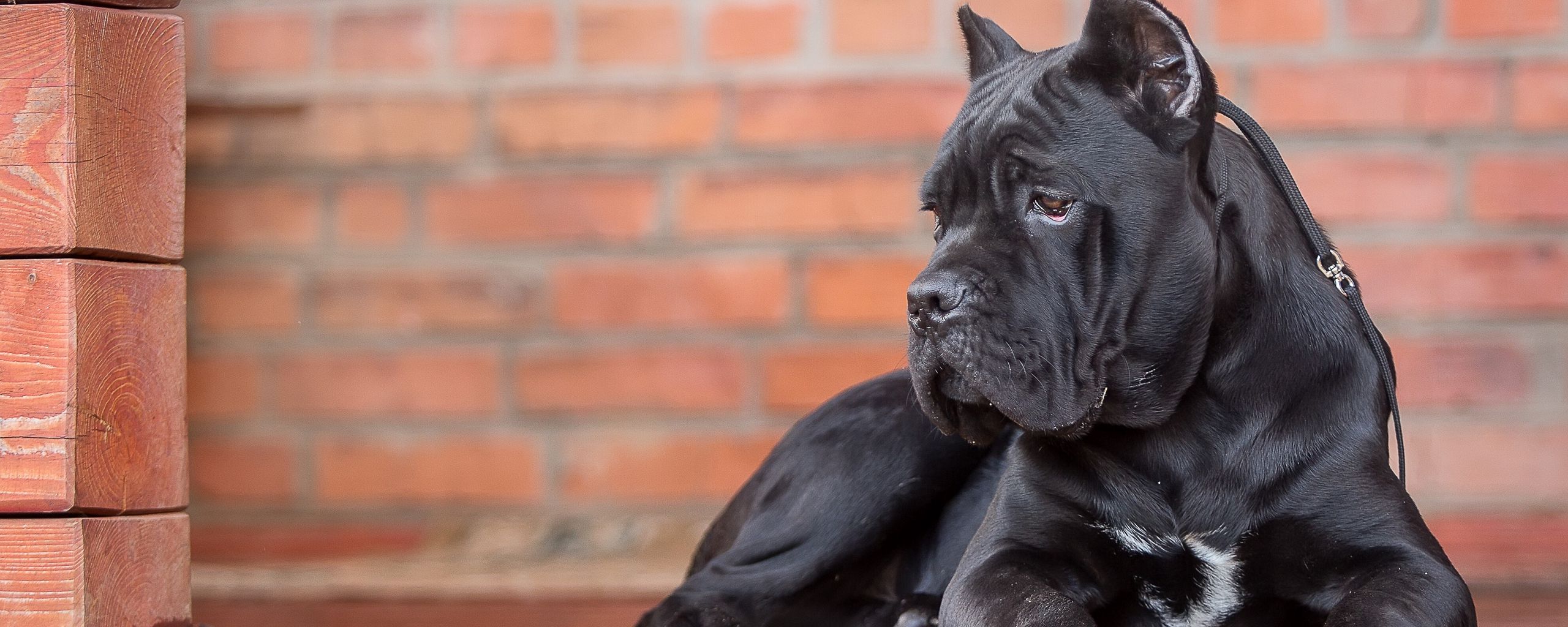 799741 4K 5K 6K Dogs Cane Corso Black Snout 1ZOOM  Rare Gallery HD  Wallpapers