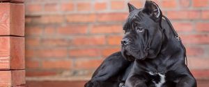 Preview wallpaper cane corso, dog, look